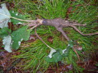 Burdock Root (1)