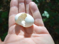 Q6 Did This Egg Hatch Or Was It Predated