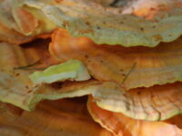 Chicken Of The Woods 0002